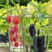 Three glasses of water with fresh berries and citrus